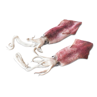 头足类(20)海鲜超市商品红酒白底图免抠实物摄影png格式图片透明底