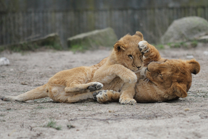 狮子动物园动物森林野生设计素材