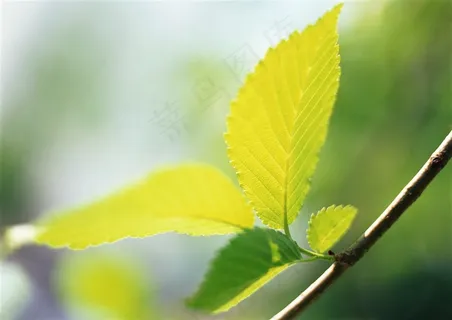 森林树木风景摄影 图片素材