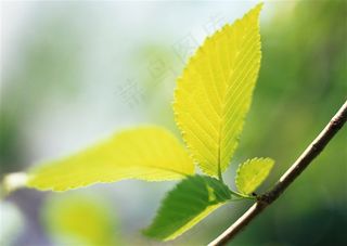 森林树木风景摄影 图片素材