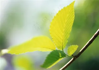 森林树木风景摄影 图片素材