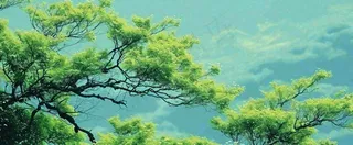 悬崖高山意境云层绿树树木特写