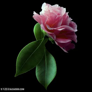 超高清一朵月季花鲜花图片