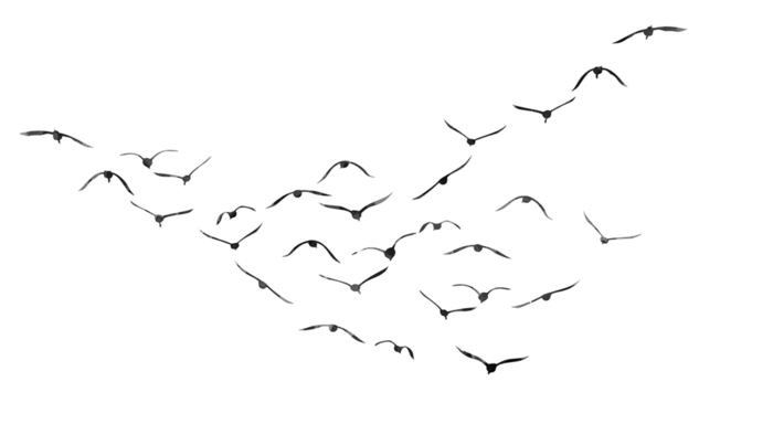 人字形小鸟