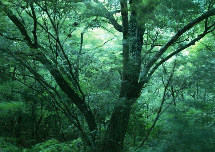 森林风景森林jpg素材