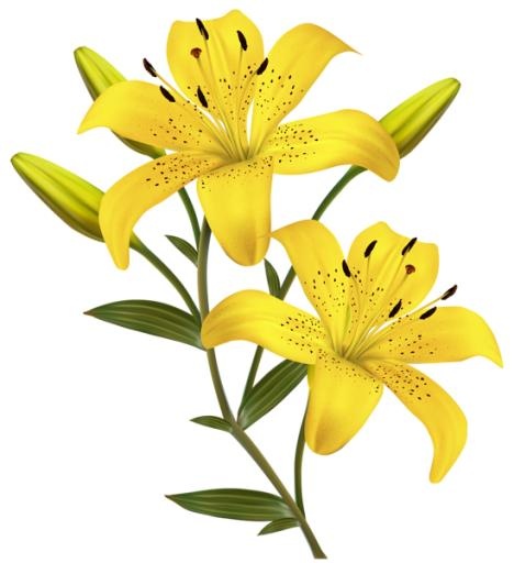 百合花免抠(549x600)