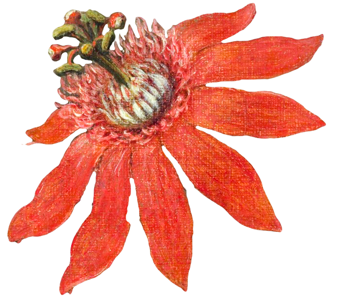 复古油画质感宫廷花卉植物花朵鲜花拼贴图案PNG免抠图片设计素材