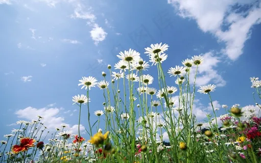 春天的小花 春天的小花