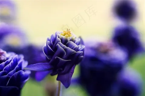 唯美紫色鲜花高清图片 唯美紫色鲜花高清图片