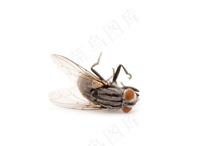 苍蝇昆虫种类特写
