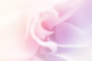 缤纷多彩的各种鲜花高清图片下载