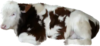 现代农业卧倒的奶牛