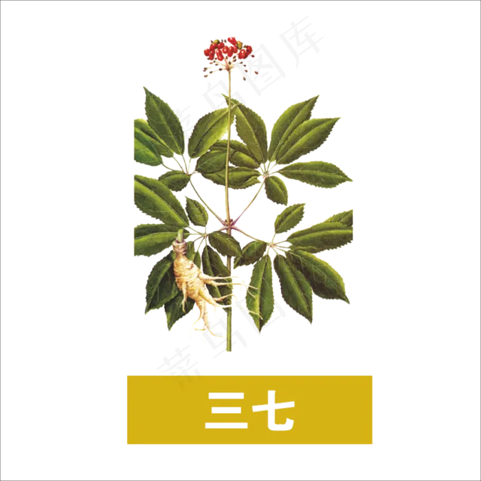 手绘草本中药药材三七