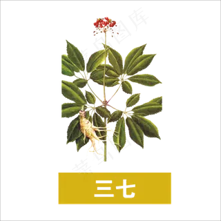 手绘草本中药药材三七