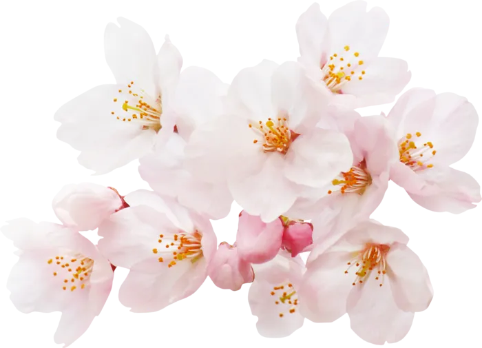 免抠粉色花朵 