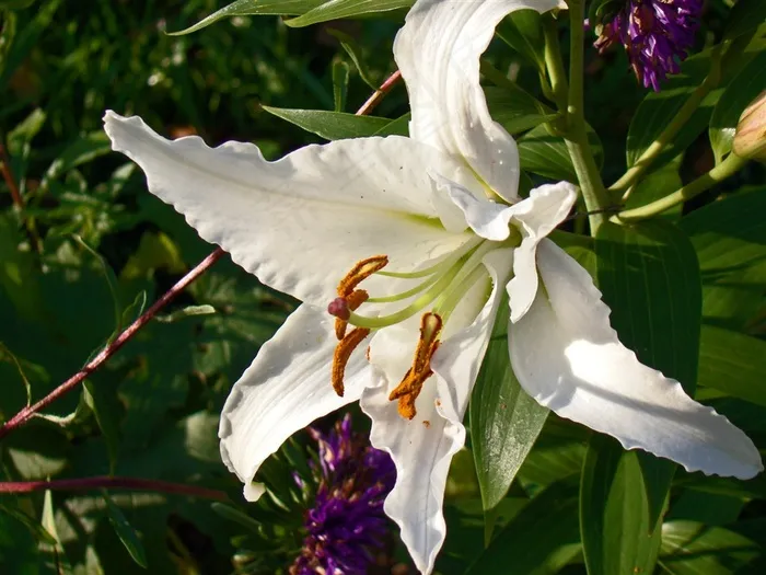 淡雅的白色百合花素材图片