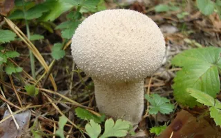 白色蘑菇朵图片