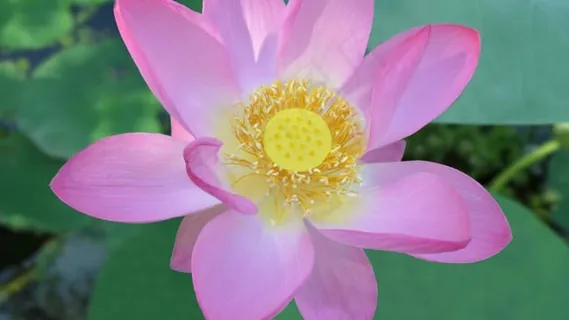 花朵, 莲花, 池塘, 荷花, 湖, 盛开, 夏天, 床单