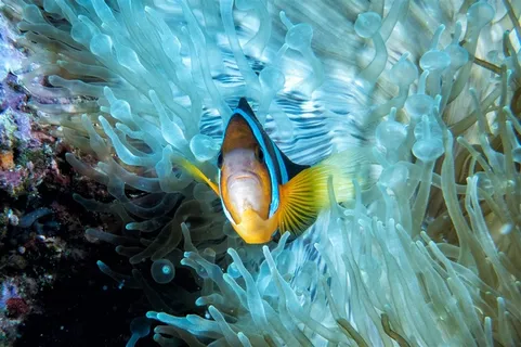 海洋鱼类摄影高清图片