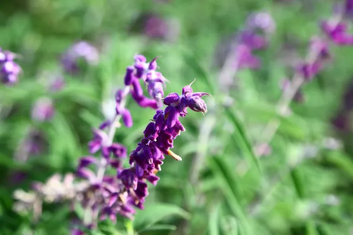 鼠尾草背景图 鼠尾草背景图