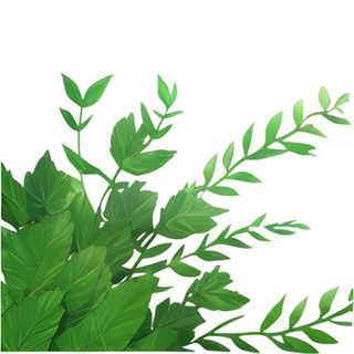 春天绿叶草丛免抠