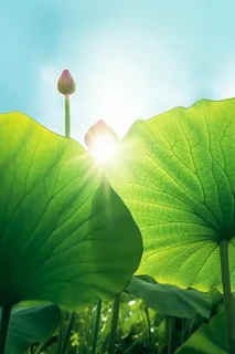 阳光荷叶清爽背景图 阳光荷叶清爽背景图