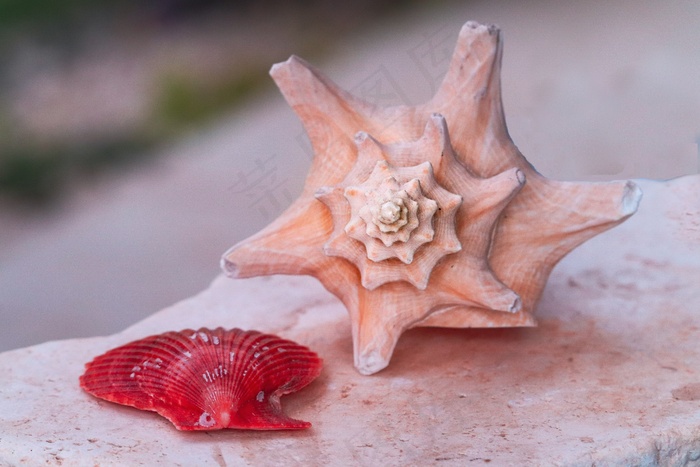 贝壳与海螺图片