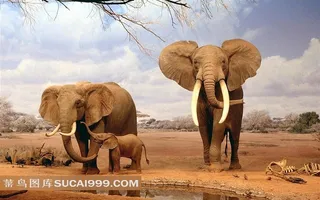 三只高清非洲大象图片