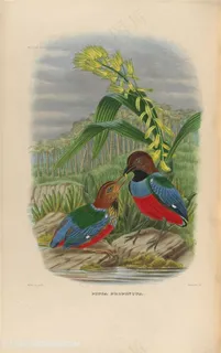 高清草地上喂食的小鸟油画图片