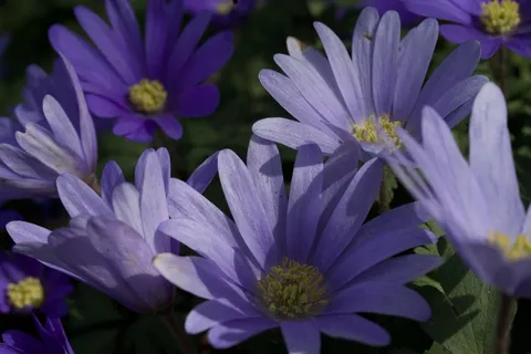 盛开紫色菊花花朵图片 盛开紫色菊花花朵图片