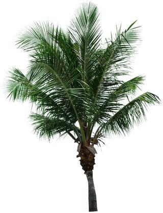 高清树木素材 免抠PSD植物素材 美术绘画园林贴图 树草灌木花草