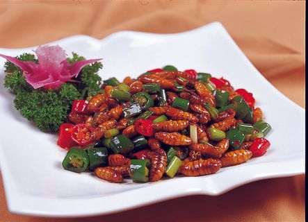 CXC02439辣炒蜂蛹