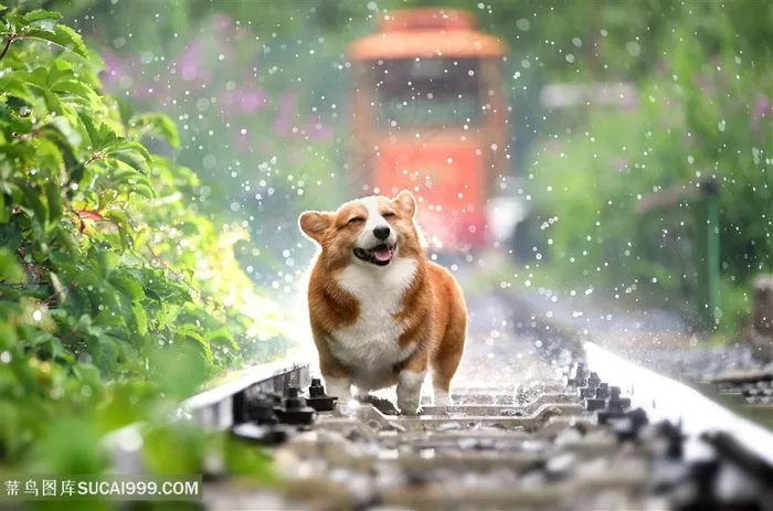 正在玩水的宠物狗