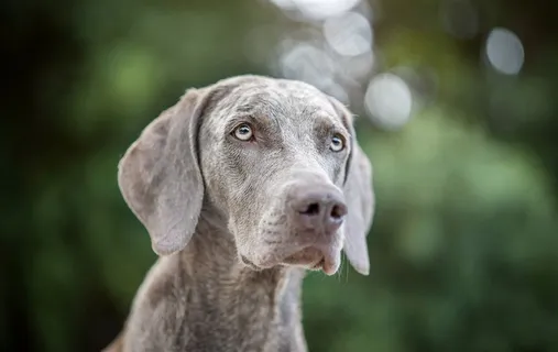 高清威玛猎犬狗狗摄影图片 高清威玛猎犬狗狗摄影图片