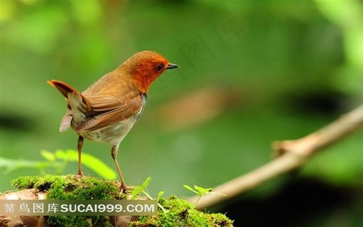 迷人的小鸟摄影素材