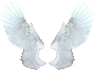 白色天使的翅膀 PNG免抠