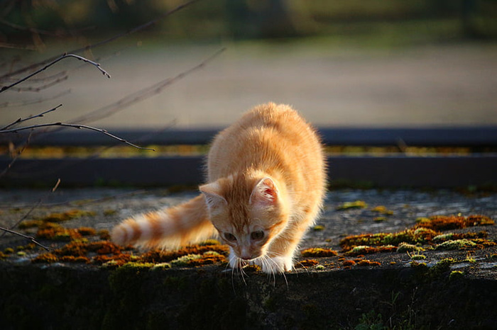 可爱猫咪 动物 素材 奶萌 (166)