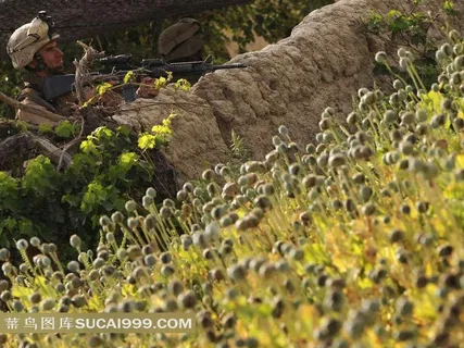 罂粟田边的士兵