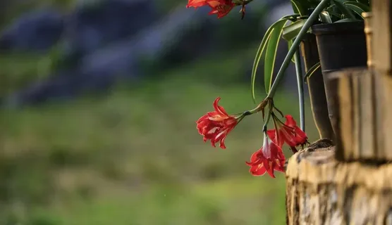 红色花朵背景 红色花朵背景