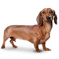 腊肠犬 PNG免抠(200x200)