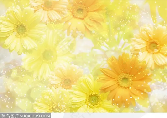 水面上飘浮的黄色雏菊