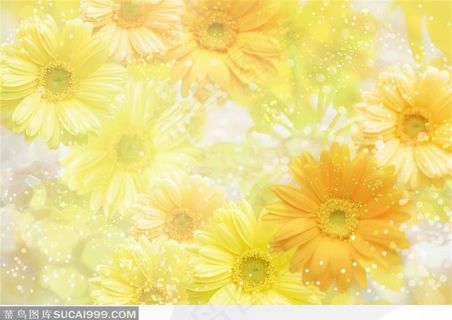 水面上飘浮的黄色雏菊 水面上飘浮的黄色雏菊