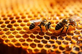 蜂蜜蜜蜂蜂巢细节特写摄影图