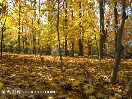秋季树林枫叶图片下载