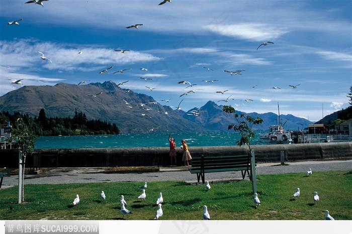 小鸟 蓝天 湖水 旅游