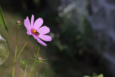 粉色波斯菊图片 粉色波斯菊图片