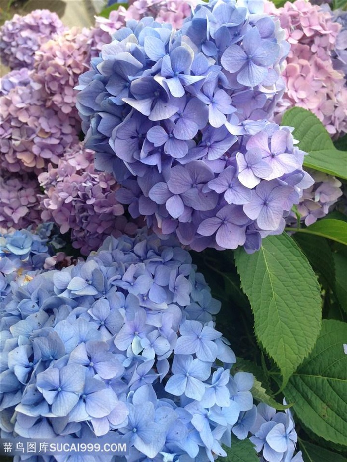 高清唯美绣球花图片