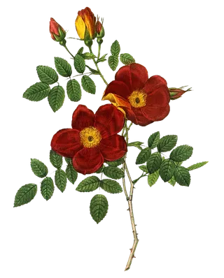 复古手绘植物花卉玫瑰花PNG免扣图案高清图片PS设计素材图