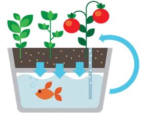 鱼缸养鱼现代农业