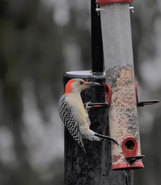 啄木鸟图片下载